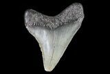 Juvenile Megalodon Tooth - Georgia #75347-1